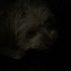 Meet your Posher, Belle